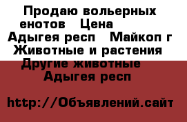 Продаю вольерных енотов › Цена ­ 3 500 - Адыгея респ., Майкоп г. Животные и растения » Другие животные   . Адыгея респ.